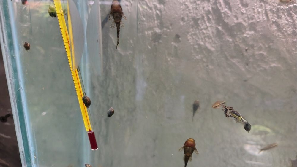 Glonojad  Gurami  gupiki mieczyki krewetka czerwona