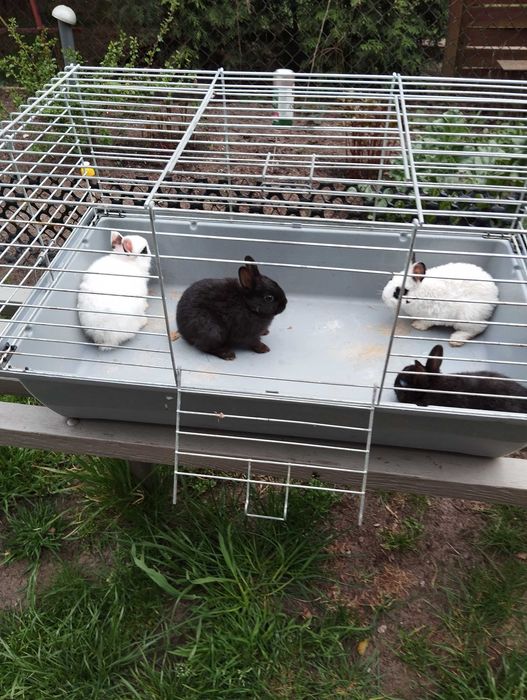 Króliki miniaturki młodziutkie