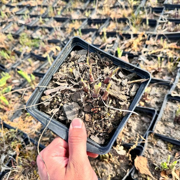 Funkia Hosta 'Pilgrim' Doniczka 2.0L Żółte brzegi