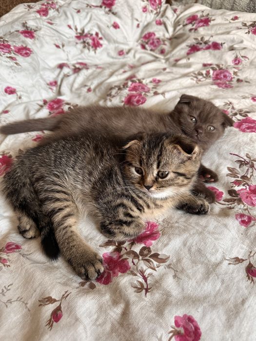 Котята шотландцы