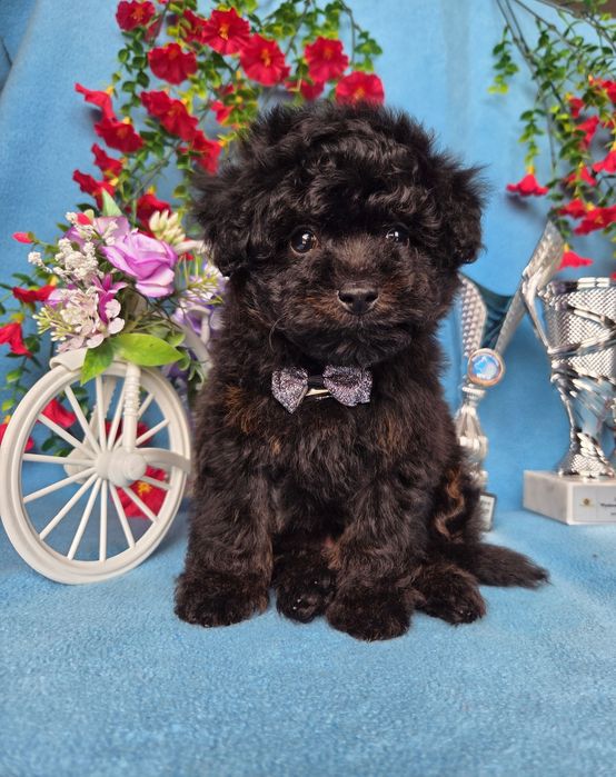 Maltipoo piesek f1b badanie genetyczne, paszport