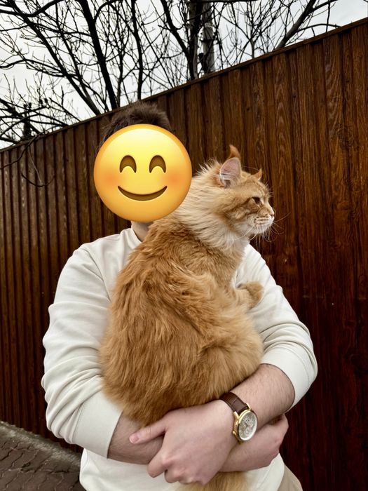 Вʼязка. Мейн-кун із серцем лева запрошує панянок!