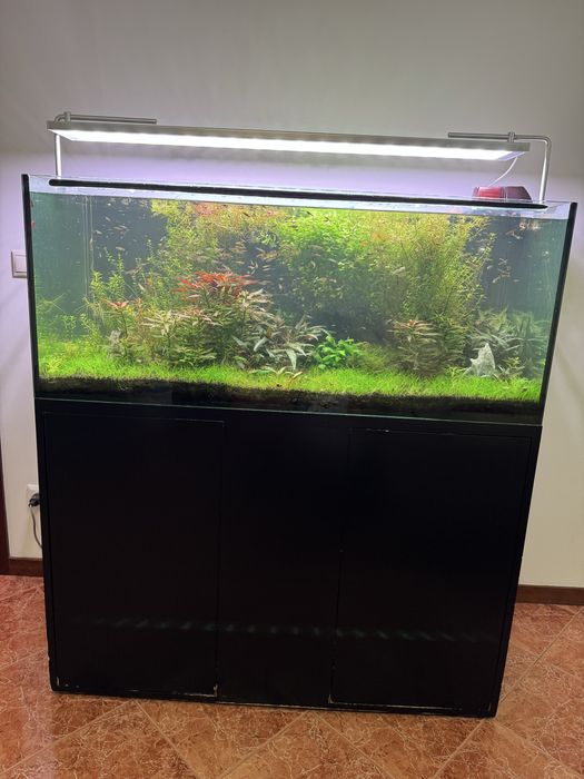 Vendo aquário plantado completo 120 X 50 X50 com filtro JBL 1502 sistema CO2 luminária week Aqua e móvel