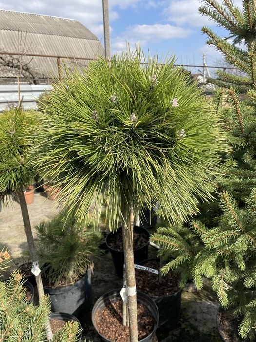 Сосни,ялини,ялівці