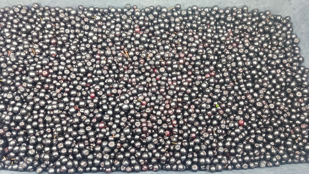 Świeża aronia 7zl/kg