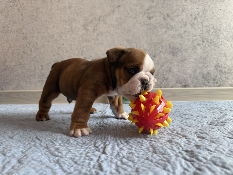 Buldog angielski szczenię