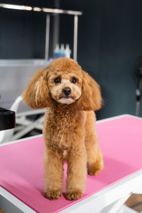 Kurs psiego fryzjera/groomer