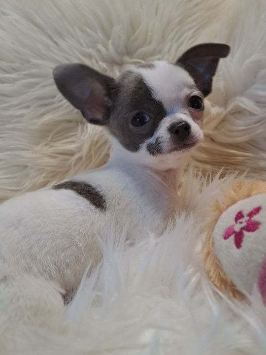 **CASSIE**sunia chihuahua xxs biało niebieska zarezerwowana