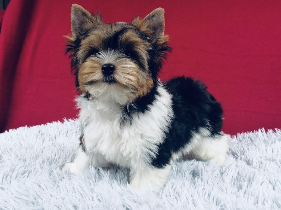 York piesek Biewer Yorkshire Terrier Yorki