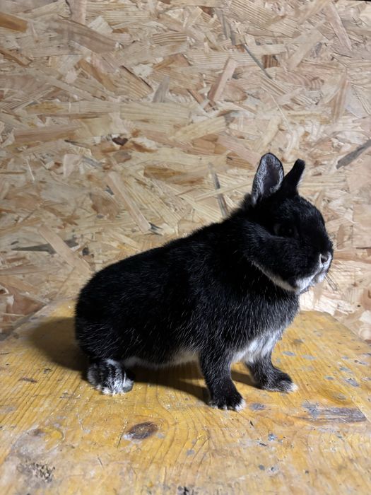 Karzelek Podbielany Czarny