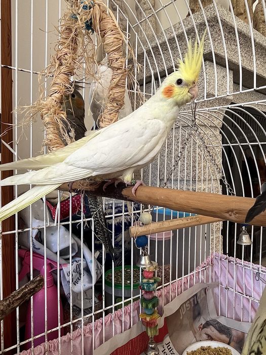 Vendo caturras. 3 fêmeas e o amarelo só com exame de ADN