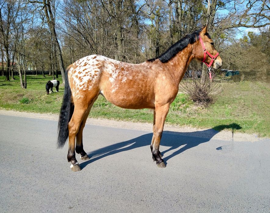 Tarantowata klacz