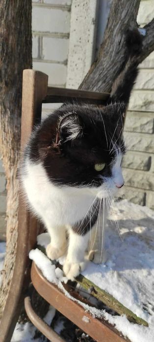 Кошенята в добрі руки