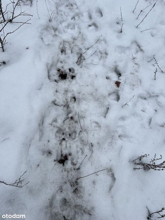 Cudowna działka z warunkami zabudowy w otulinie Kampinoskiego PN - Więcej