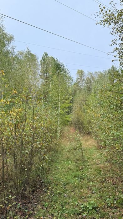 Продам земельний масив під забудову. Ліс! Макарів