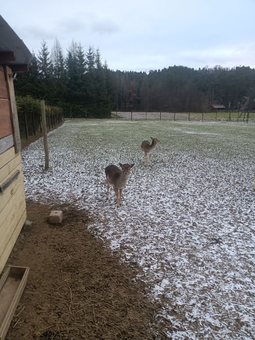 Daniele na sprzedaż
