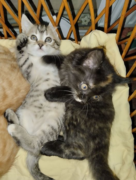 Віддам в добрі руки