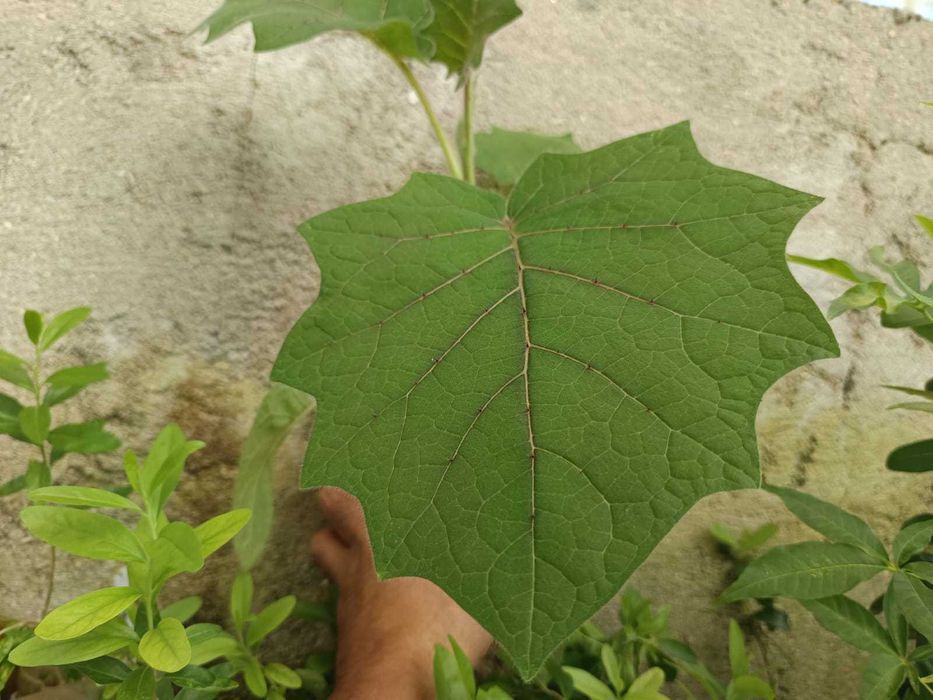 Lulo - Solanum quitoense