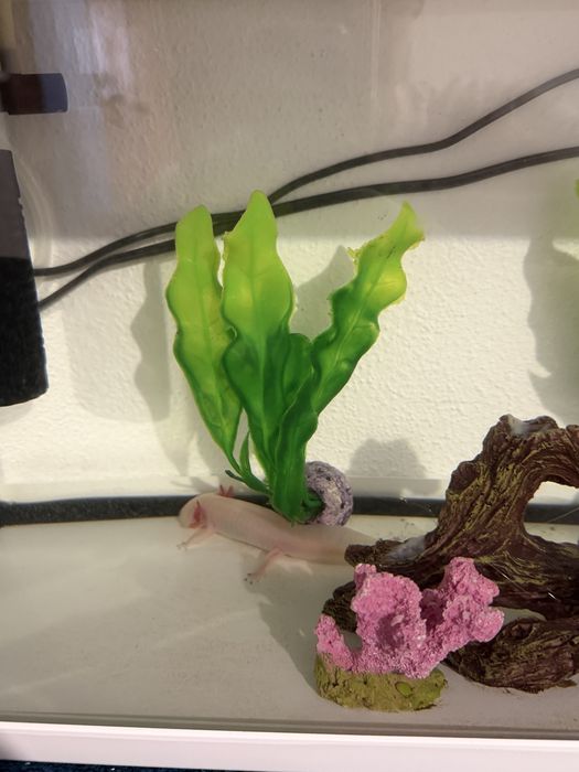 Vendo axolote com cites