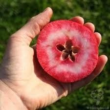 Macieira de maçâ de carne Vermelha - Planta de coleção