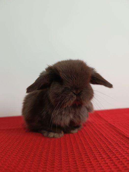 Króliczki mini lop