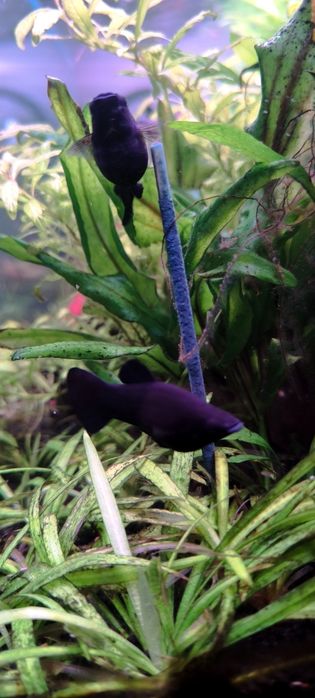 Vendo 7  Molly Negras