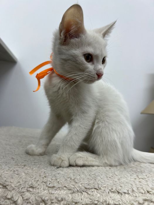 Віддамо кошеня у добрі руки