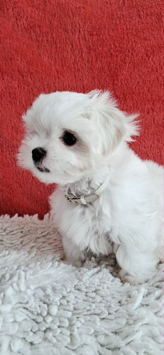 Maltańczyki Maltańczyk piesek rod 4pok.-pełny