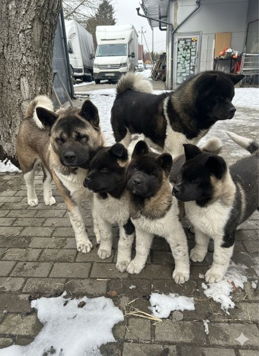 Szczeniaki Akita Amerykańska