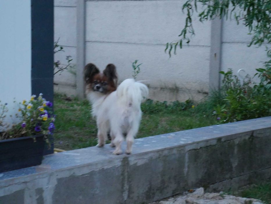 Papillon -piesek