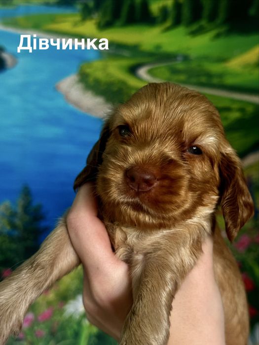Англійський кокер спанієль