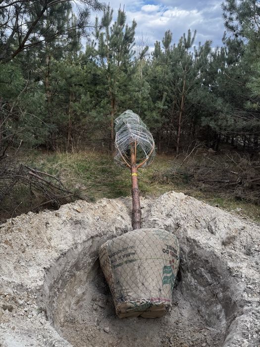 Крупномірні дерева