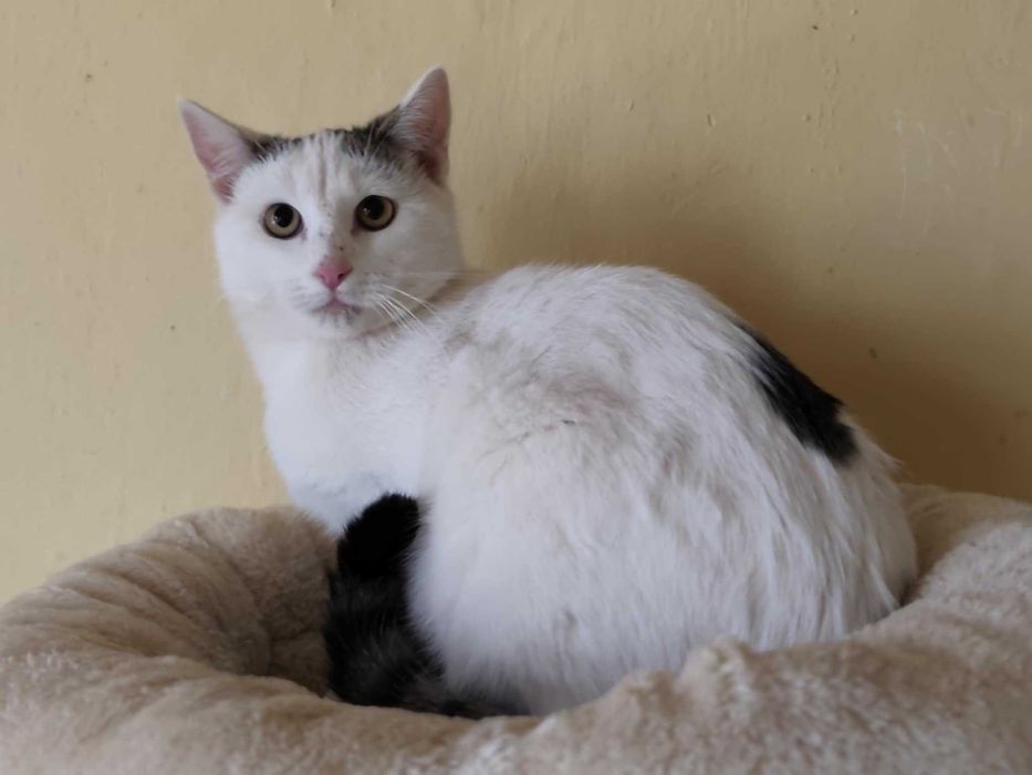 Kocurek Goofy potrzebuje domu