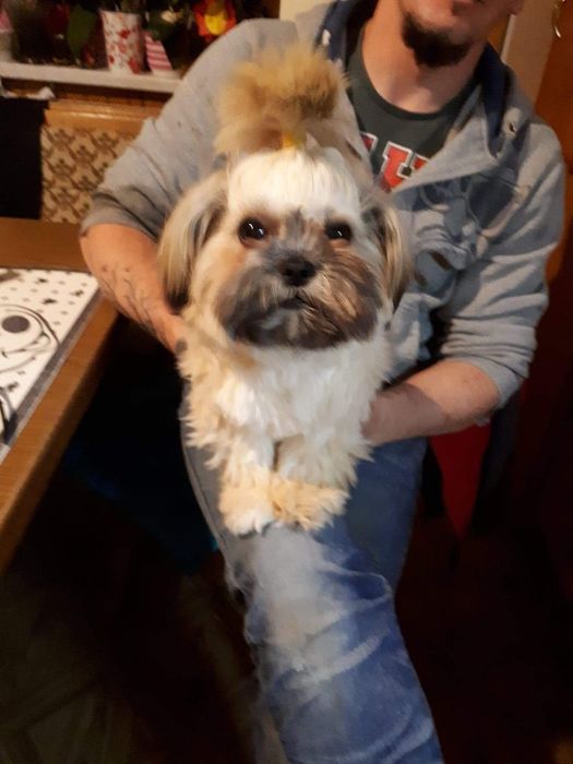 Zaginął pies shi tzu