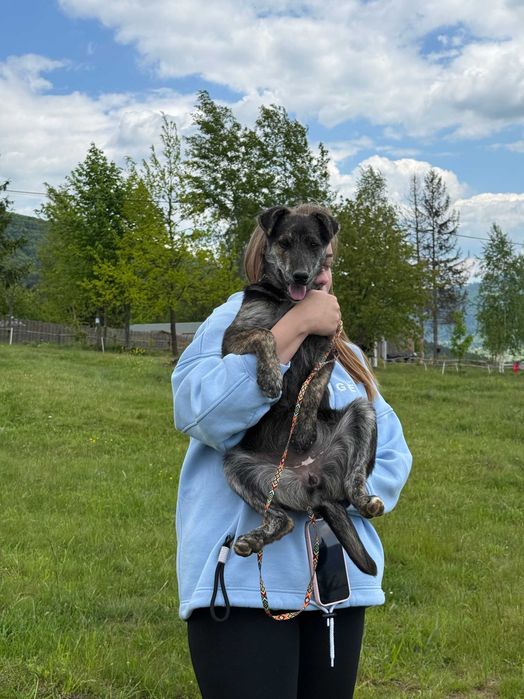Франціна, метис, шукає дім | Центр адопції Зачин