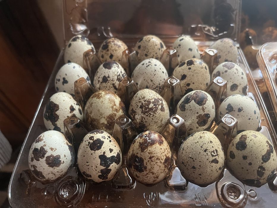 Продам перепелині яйця