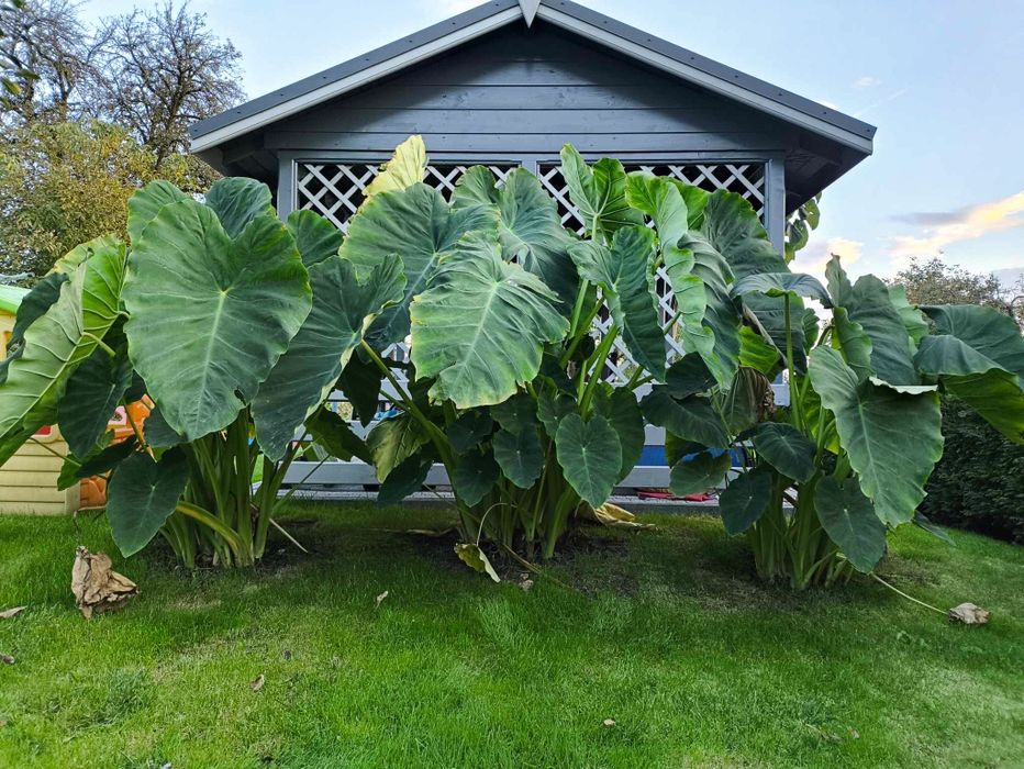 Colocasia, uszy słonia