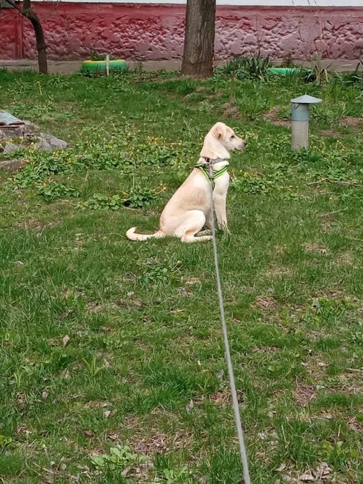 Міша шукає родину