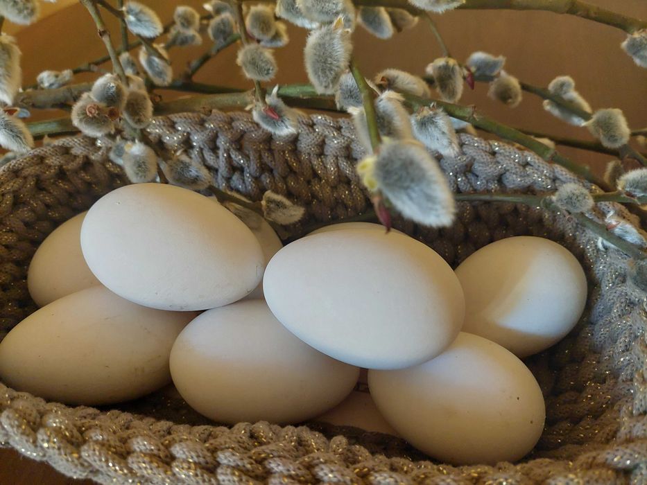 Gęsie jajka ekologiczna hodowla