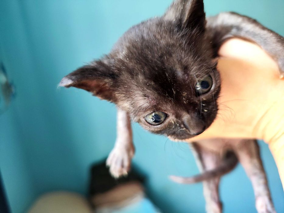 Отдам котят в добрые и ответственные руки