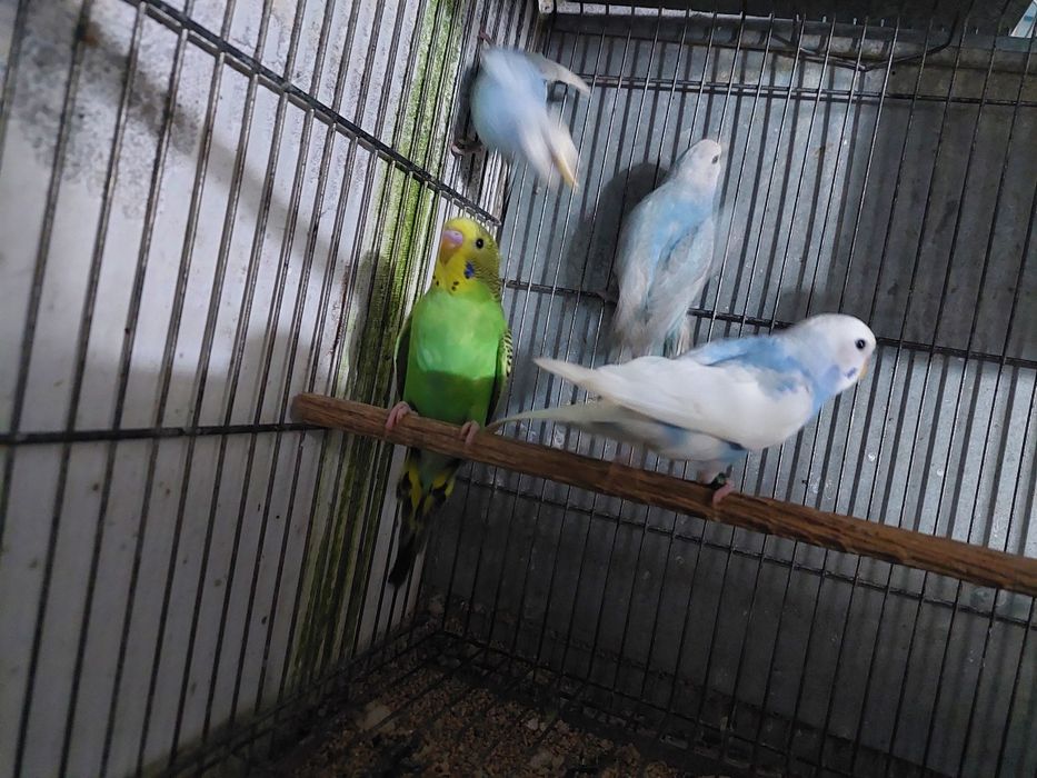 Periquitos australiano