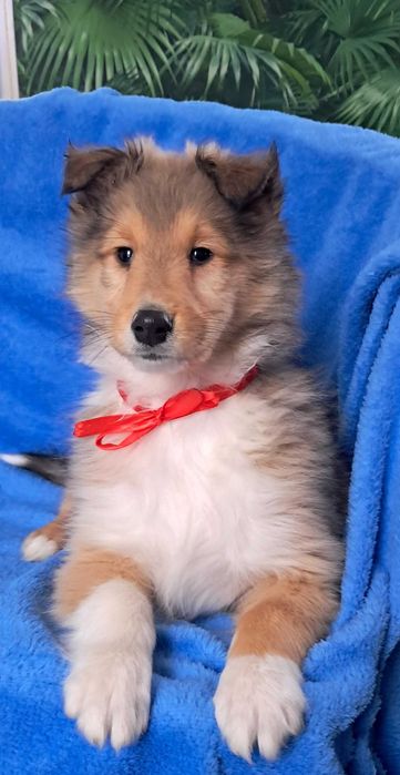 Owczarek Szkocki- szczeniak