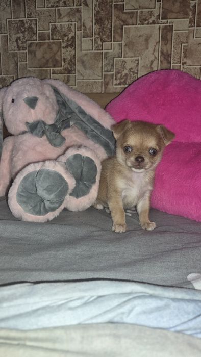 Дівчинка чихуахуа міні