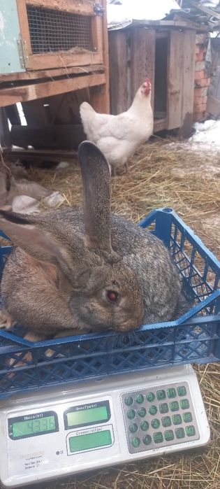 Продам кроликів різних порід,самки і самці.