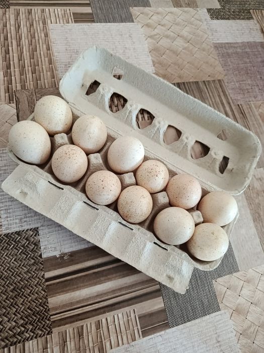 Ovos de perua galados