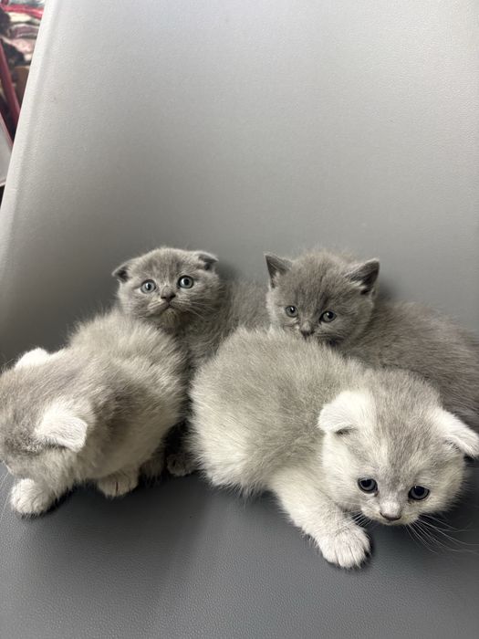 Котики    британці