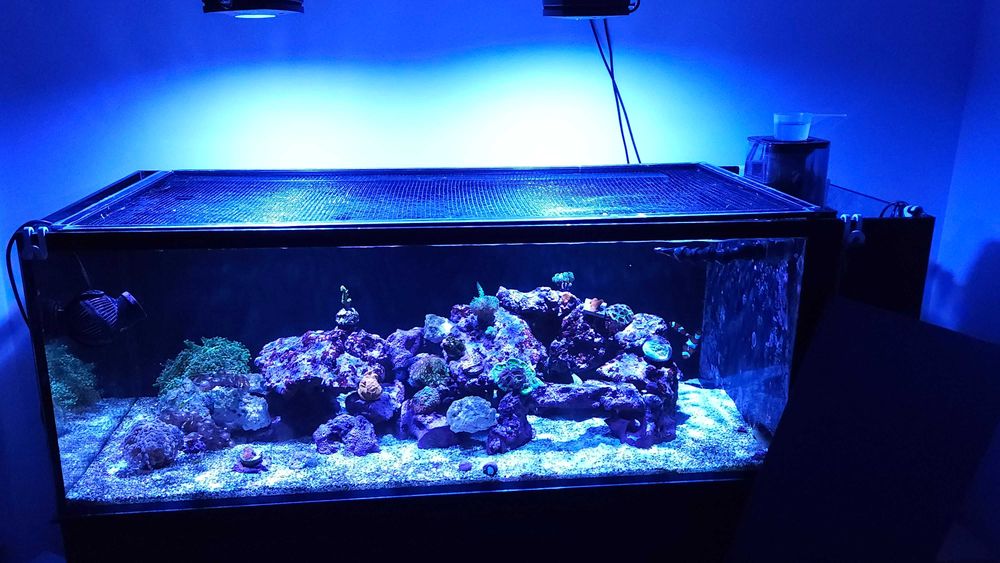 Aquário marinho completo