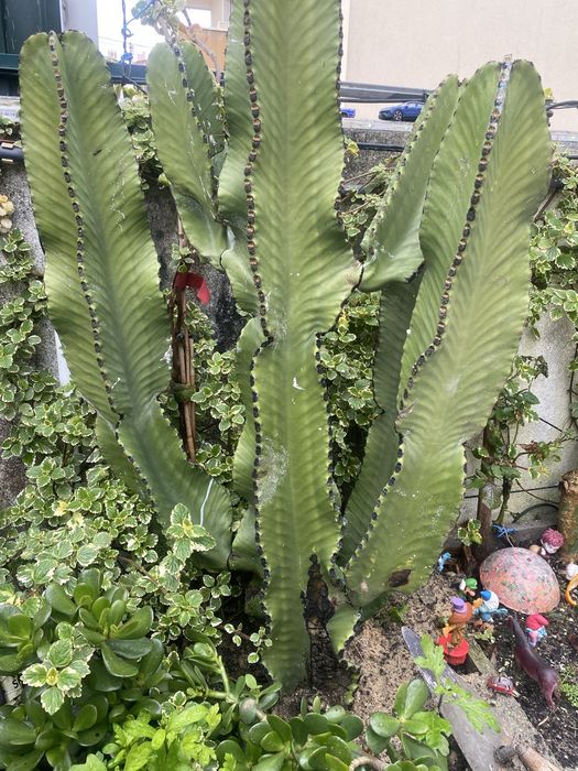 Cacto Americano cacto azul euphorbia ingens