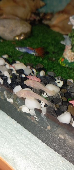 Продам сомиков Анцитрус присоски