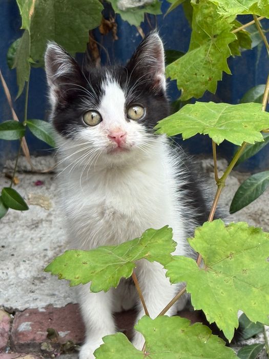 Котенок- девочка в добрые руки